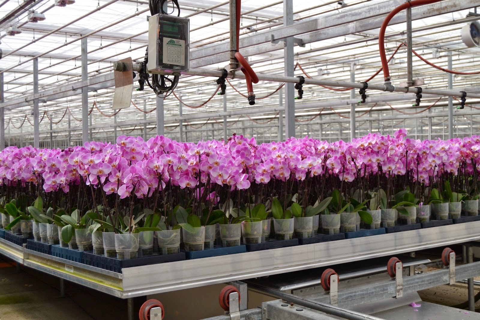 Creating the ideal environment for orchid production – Hort Americas