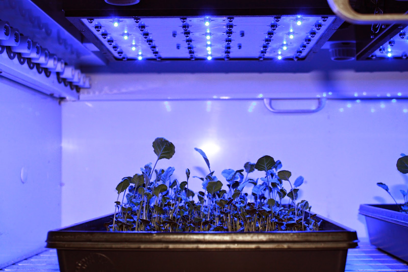 LEDs on lettuce: White light versus red + blue light - Produce Grower