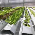 AX AmHydro gutters
