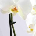 Bato orchid clip