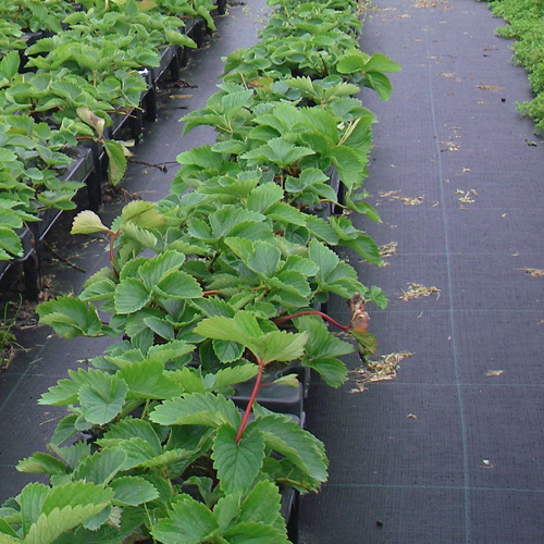 greenhouse-ground-covers | Hort Americas