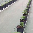 bato-square-pot-12-liter