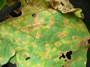 Downy Mildew