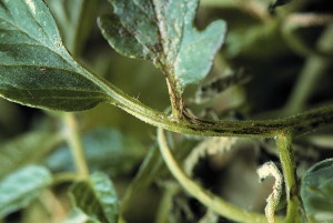 Bacterial Canker