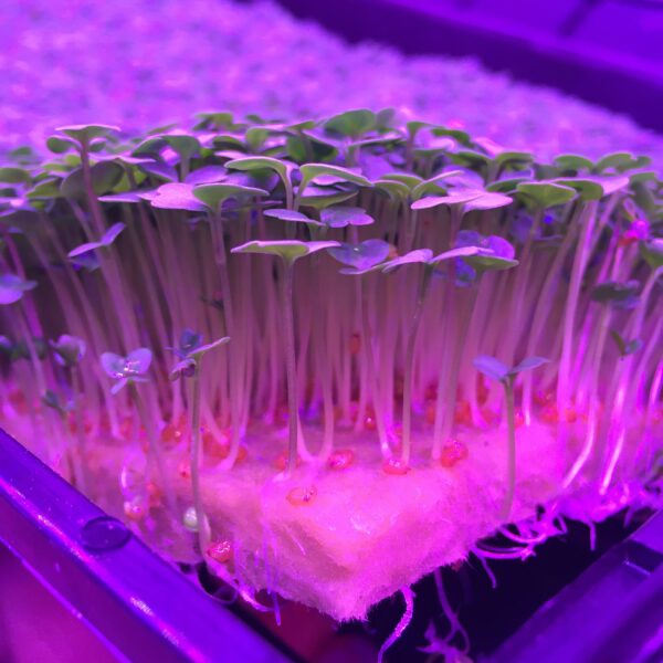 grodan-cress-plate