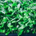 GroDan-cress-plate-web-03