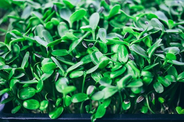 GroDan-cress-plate-web-03
