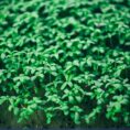 GroDan-cress-plate-web-04