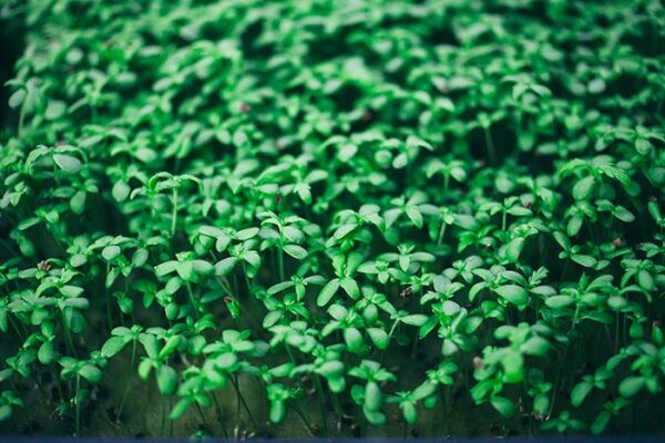GroDan-cress-plate-web-04