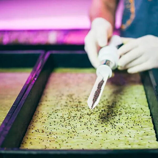Grodan-microgreens-seeds-cress-plates