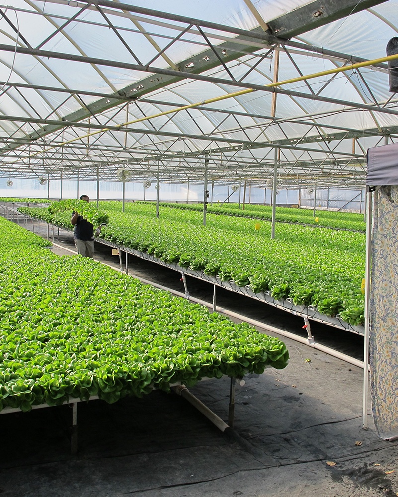 Can hydroponics be organic? – Hort Americas