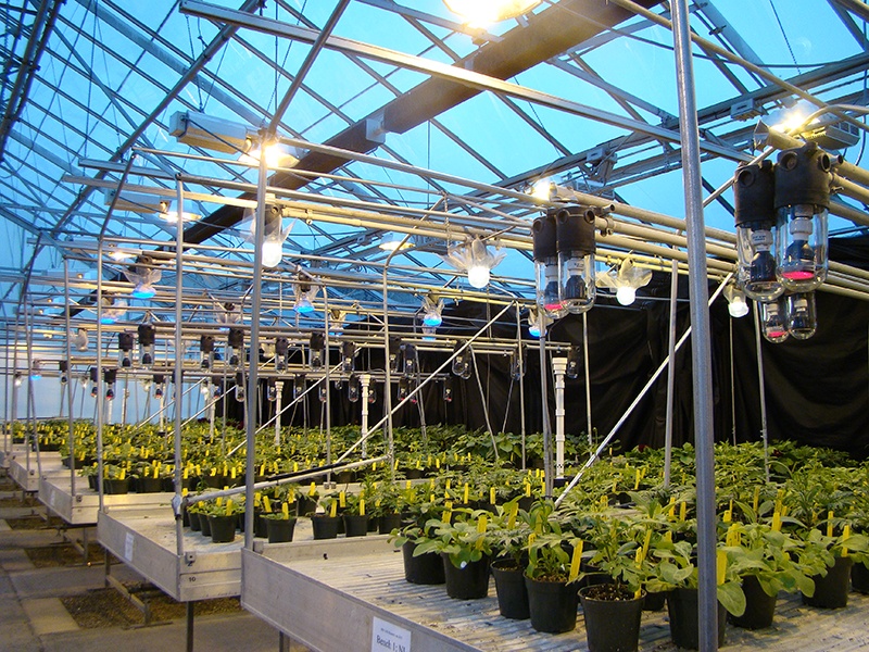 If red or far red are the predominant wavebands provided by LED lamps, 1-2 micromoles per square meter per second should be effective for speeding up the flowering of long-day crops.
