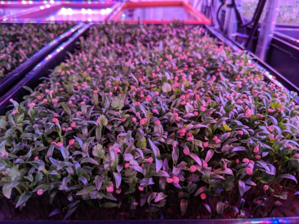 VegBed Cilantro