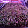 VegBed Cilantro