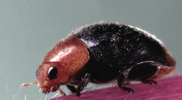BioCryptolaemus-Cryptolaemus-montrouzieri