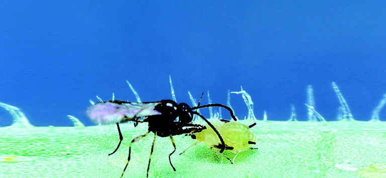 How can sensors increase efficiency, effectiveness of your IPM strategies?