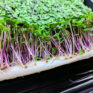 vegbed bamboo microgreens mats