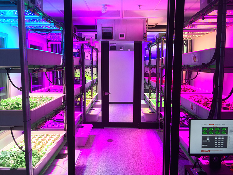What is the impact of LED grow lights on indoor horticulture crops? – Hort  Americas