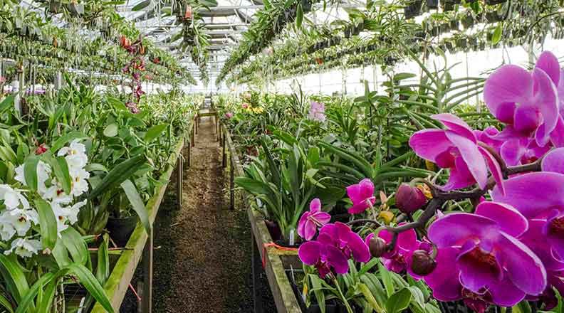 Orchids — Stanley's Greenhouse