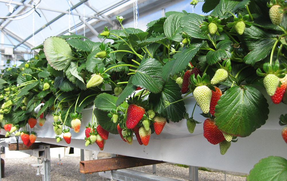 Hort Americas Growing Hydroponic Strawberries 