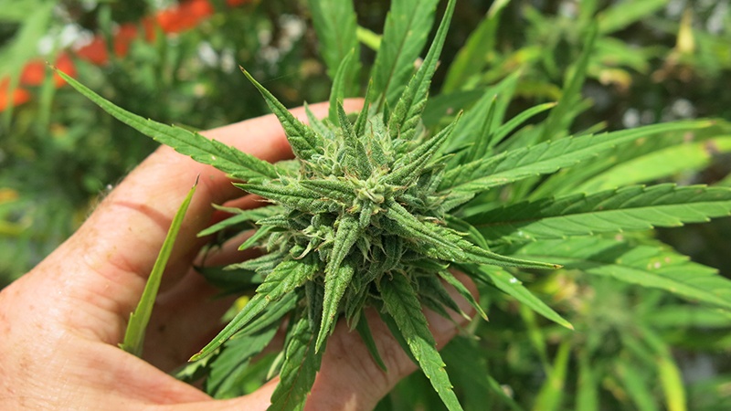Rationel visdom undskylde What is the impact of light on Cannabis production? – Hort Americas