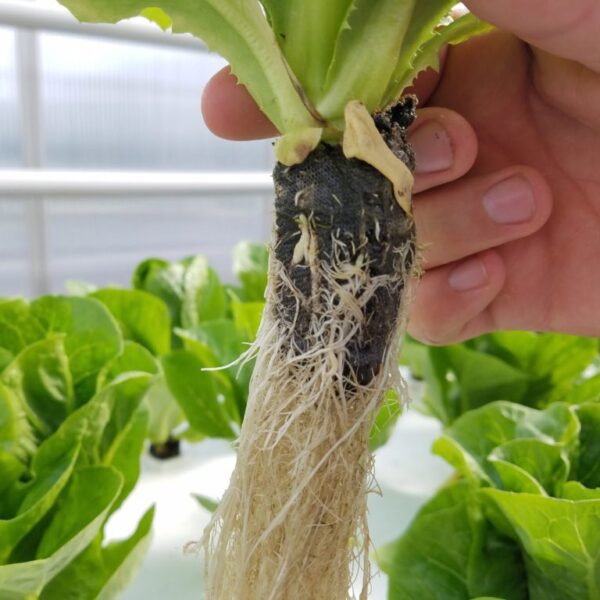 Jiffy-70-pellets-lettuce