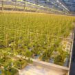 Jiffy-growblock-greenhouse