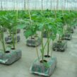Jiffy-growblock-tomatoes