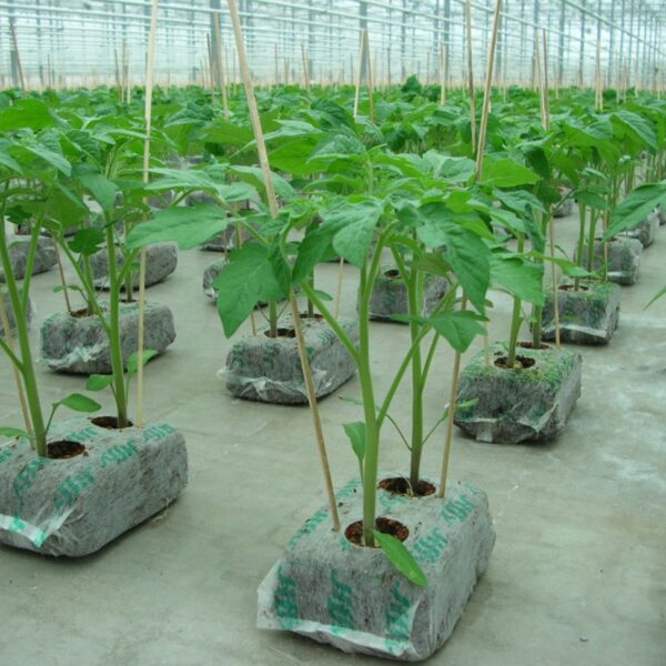 Jiffy-growblock-tomatoes