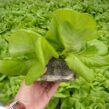 jiffy-growblock-lettuce