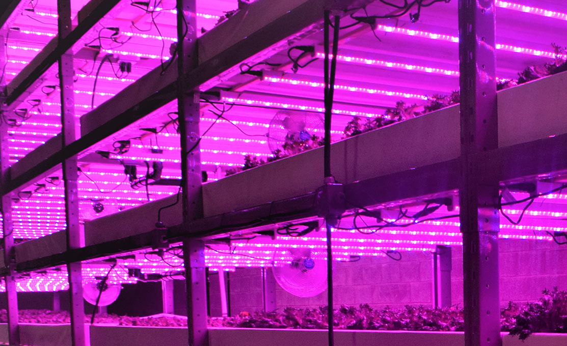 Horticultural lighting systems