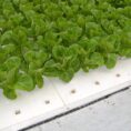 beaver-lettuce-raft-in-use