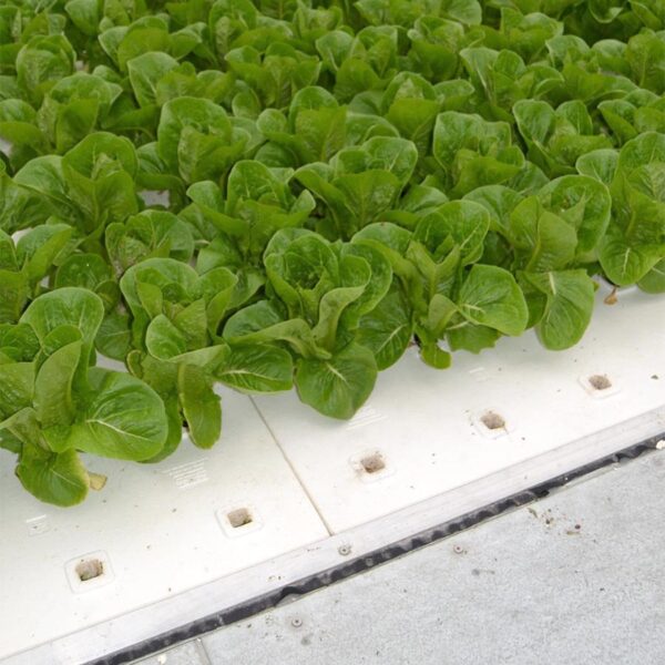 beaver-lettuce-raft-in-use