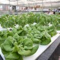 Butter Head Lettuce Raft