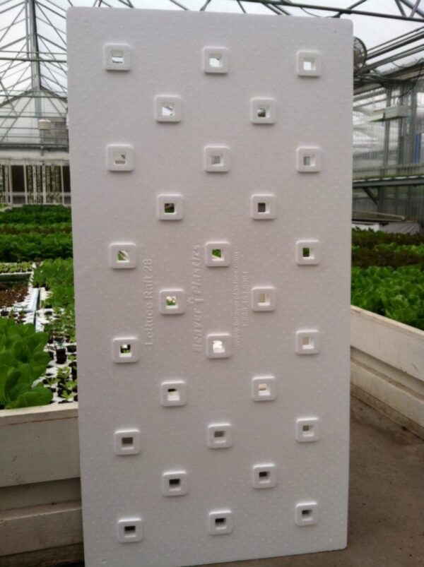 Lettuce Board 28ct