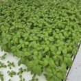lettuce-rafts-louisiana-pond-management-1