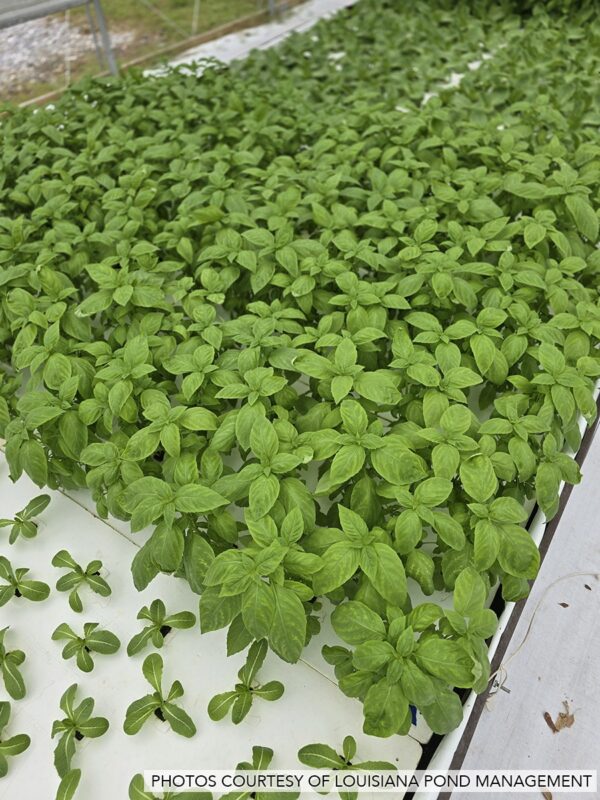 lettuce-rafts-louisiana-pond-management-1
