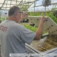 lettuce-rafts-louisiana-pond-management-2