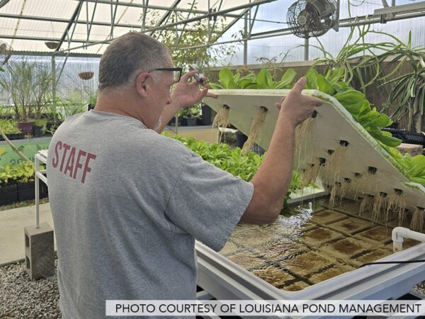 lettuce-rafts-louisiana-pond-management-2