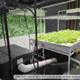 lettuce-rafts-louisiana-pond-management-3