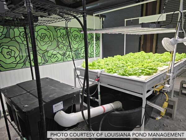 lettuce-rafts-louisiana-pond-management-3