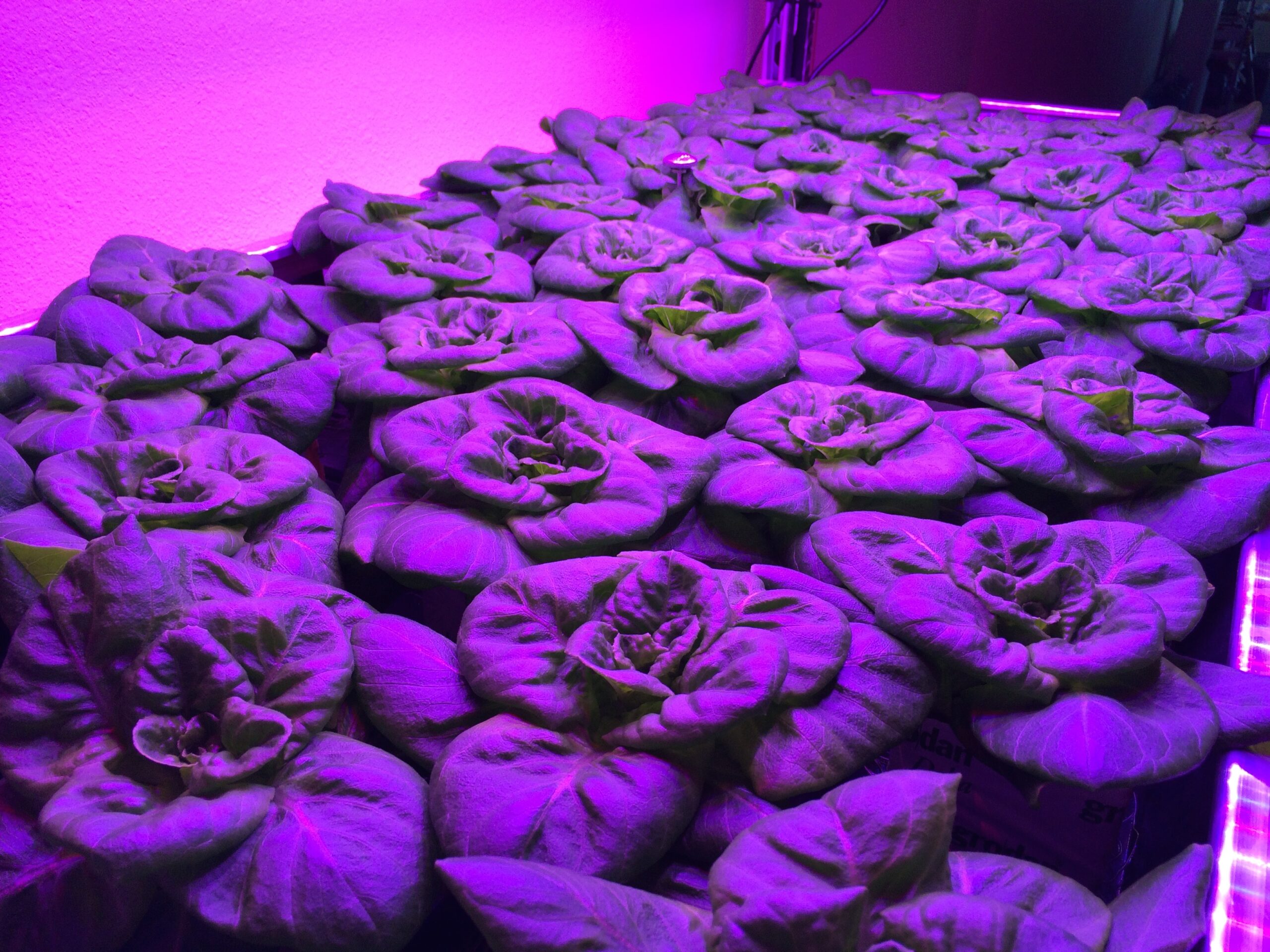 Lettuce under LED grow lights