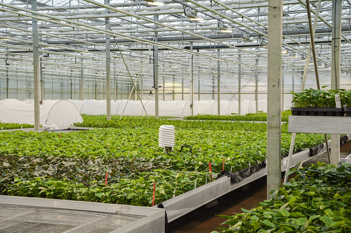 Mastering Hydroponic Climate Control: The Key to a Successful Indoor Garden