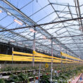 Global Berry_Greenhouse_Strawberry_Element L1000 Gen2_PKR_United Kingdom_1web