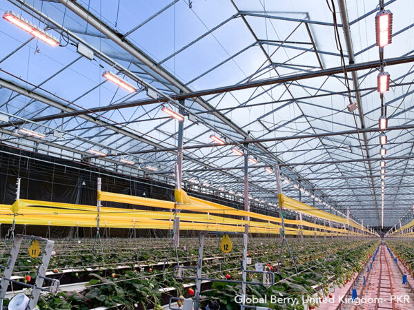 Global Berry_Greenhouse_Strawberry_Element L1000 Gen2_PKR_United Kingdom_1web