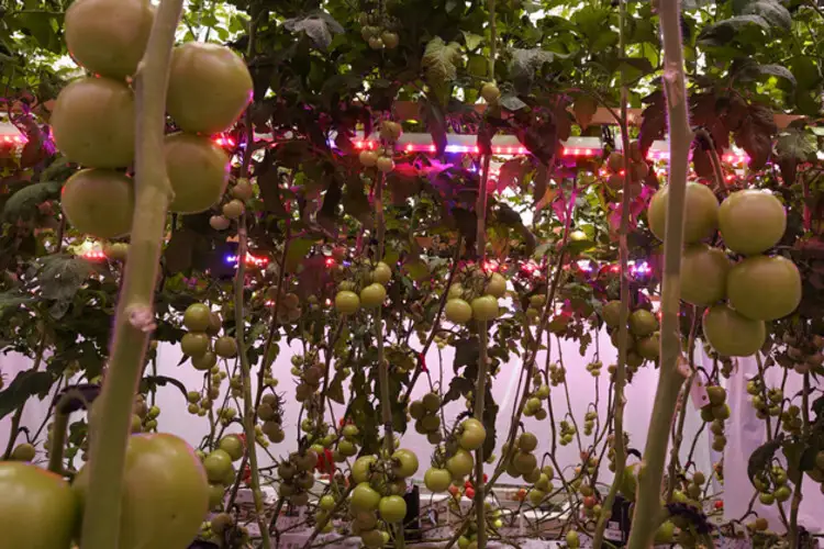 Arize® Integral Intracanopy LED Lighting System – Hort Americas