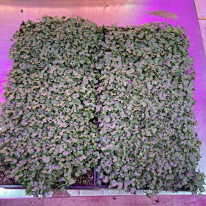 broccoli microgreen seeds