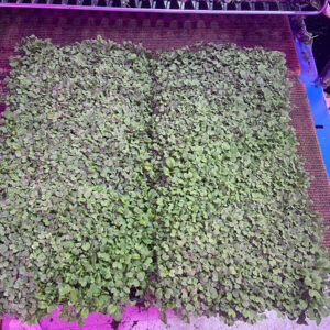 greener roots seed trial
