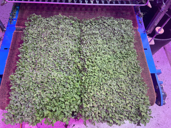 greener roots seed trial