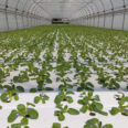 Meteor Systems DWC floating rafts